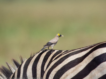 Wattled Starling