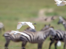 Cattle Egret