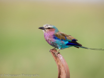 Lilac-breasted Roller