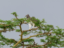 Martial Eagle