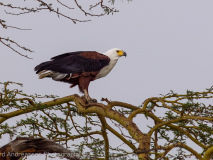 African Fish Eagle
