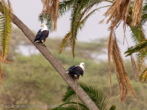 African Fish Eagles