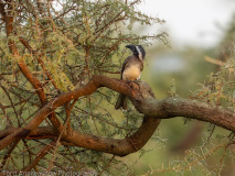 African Grey Hornbill