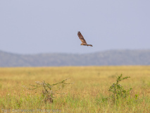 Montagu\'s Harrier