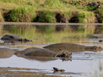 Hippo pool