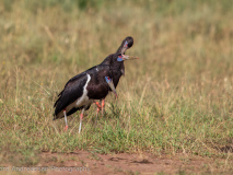 Abdim\'s Stork
