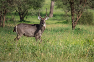 Tanzania | Tarangire and Lake Manyara