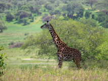 Giraffe