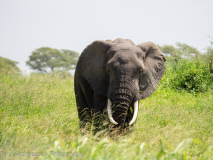 African Elephant