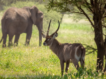 Waterbuck