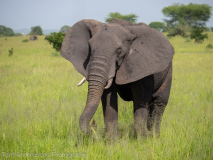 African Elephant