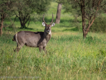 Waterbuck