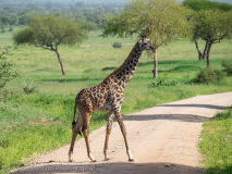 Giraffe