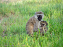 Vervet monkeys