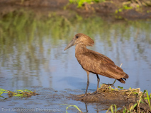 Hamerkop