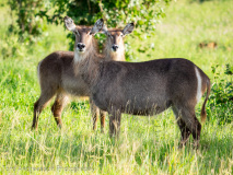 Waterbuck