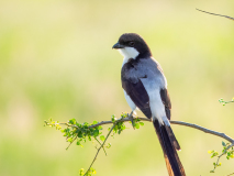 Long-tailed Fiscal