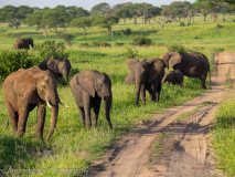 African Elephants