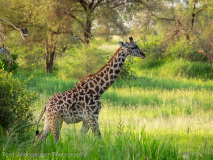 Giraffe