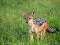 Black-backed jackal