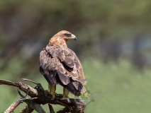 Tawny Eagle