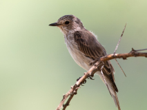 African Grey Flycatcher