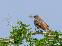 Rufous-tailed Weaver