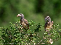 African Grey Hornbill