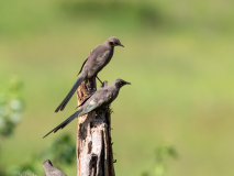 Ashy Starling