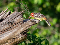 Red-and-yellow Barbet