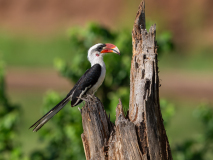 Von der Decken\'s Hornbill