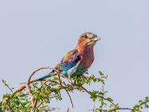 Lilac-breasted Roller