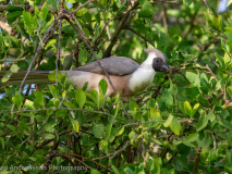Bare-faced Go-away-bird