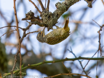 Nubian Woodpecker