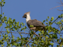 Bare-faced Go-away-bird