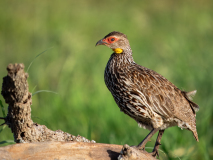 Yellow-necked Spurfowl