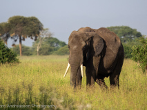 African Elephant