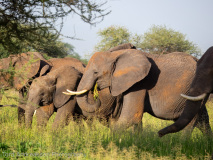 African Elephant