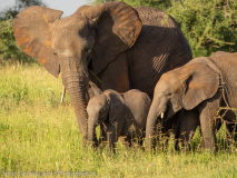 African Elephants