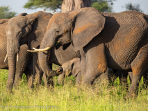 African Elephants