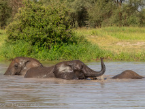 African Elephants