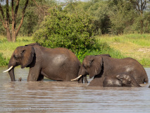 African Elephants