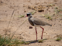 Crowned Lapwing