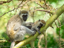 Vervet monkey