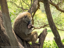 Olive baboon