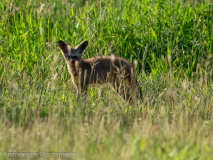 Bat-eared fox