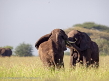 African Elephants