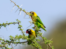 Yellow-collared Lovebird