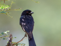 Fork-tailed Drongo