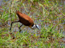 African Jacana
